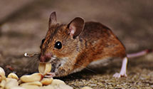 24 Hour & Emergency Exterminators in Huntimer, SD